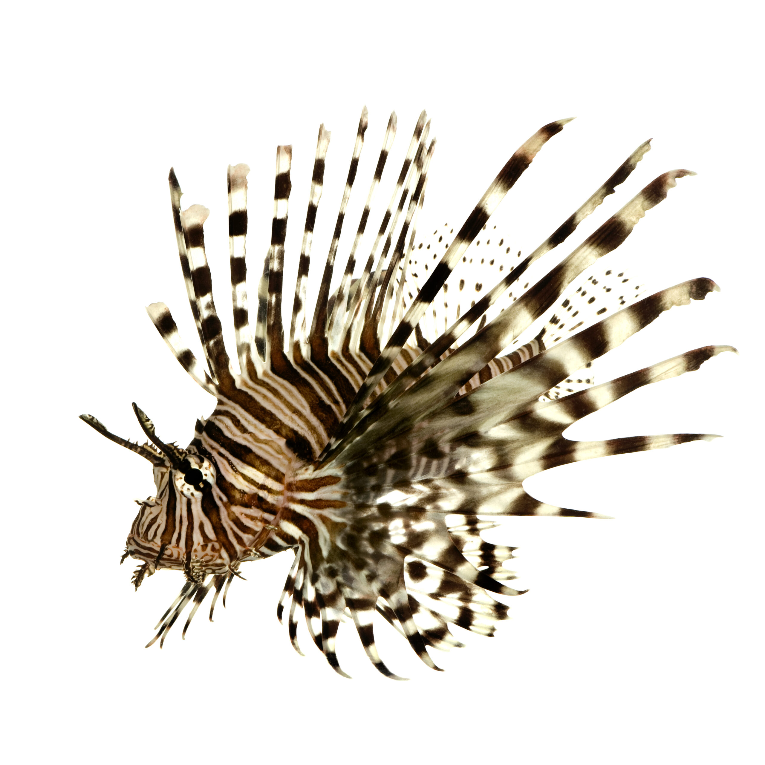 Koraalduivel Pterois Volitans