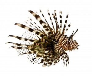 Red lionfish - Pterois volitans